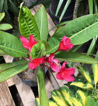 Cargar imagen en el visor de la galería, Plumeria Roja - Flor de mayo - Frangipani
