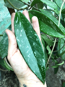 Hoya pubicalyx