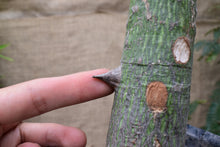 Cargar imagen en el visor de la galería, Ceiba - Palo borracho
