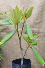 Cargar imagen en el visor de la galería, Magnolia grandiflora
