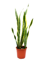 Cargar imagen en el visor de la galería, Sansevieria laurentii - lengua de suegra
