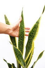 Cargar imagen en el visor de la galería, Sansevieria laurentii - lengua de suegra
