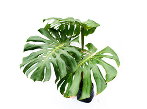 Monstera deliciosa - Costilla de Adán