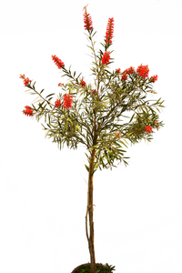 Callistemon