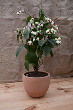 Cargar imagen en el visor de la galería, Clerodendrum thomsoniae
