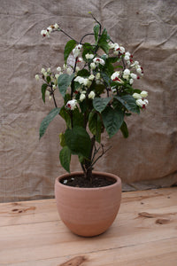 Clerodendrum thomsoniae