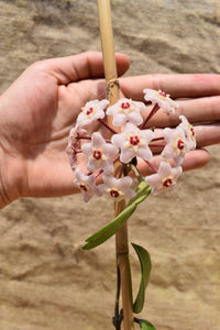 Hoya carnosa