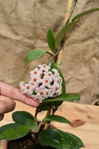 Hoya carnosa