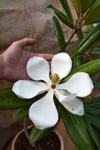 Magnolia grandiflora