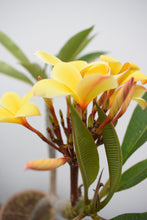 Cargar imagen en el visor de la galería, Plumeria Amarilla - Flor de mayo - Frangipani
