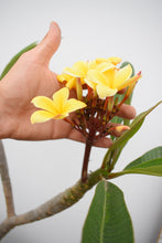 Cargar imagen en el visor de la galería, Plumeria Amarilla - Flor de mayo - Frangipani
