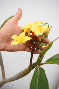 Plumeria Amarilla - Flor de mayo - Frangipani