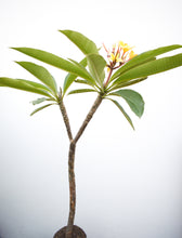 Cargar imagen en el visor de la galería, Plumeria Amarilla - Flor de mayo - Frangipani
