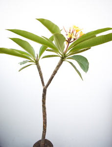 Plumeria Amarilla - Flor de mayo - Frangipani