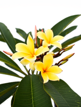 Cargar imagen en el visor de la galería, Plumeria Amarilla - Flor de mayo - Frangipani
