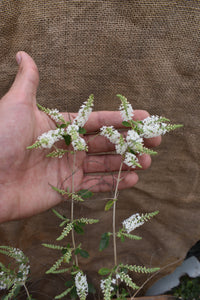 Aloysia looseri - Ilan ilan