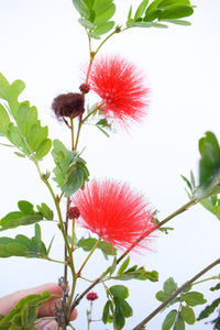 Calliandra roja - plumerillo rojo