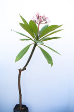 Cargar imagen en el visor de la galería, Plumeria Blanca - Flor de mayo - Frangipani
