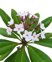 Cargar imagen en el visor de la galería, Plumeria Blanca - Flor de mayo - Frangipani
