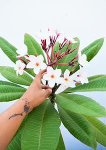 Plumeria Blanca - Flor de mayo - Frangipani