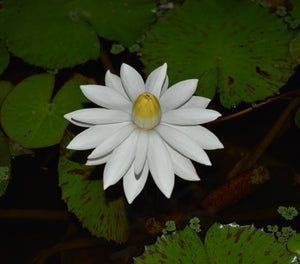 Nenúfar blanco