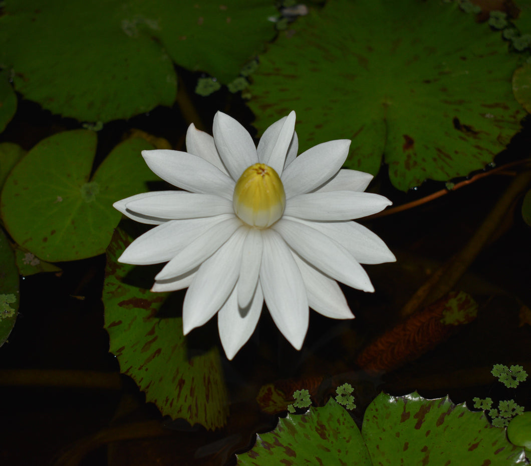 Nenúfar blanco