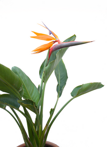 Ave del paraíso - strelitzia reginae