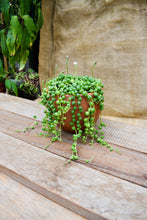 Cargar imagen en el visor de la galería, Senecio rowleyanus en maceta
