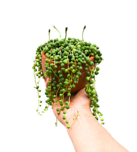 Senecio rowleyanus en maceta