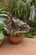 Cargar imagen en el visor de la galería, Tradescantia zebrina
