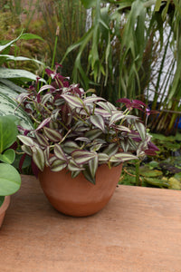 Tradescantia zebrina