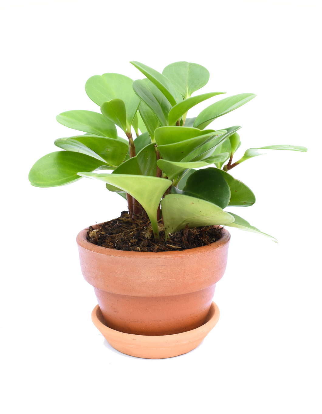 Peperomia obtusifolia con maceta