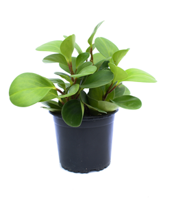 Peperomia obtusifolia