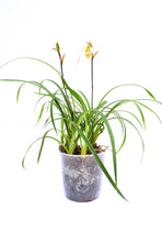 Cargar imagen en el visor de la galería, Phragmipedium pearcei - Zapatito de bebé Orquídea
