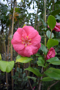 Camelia rosada