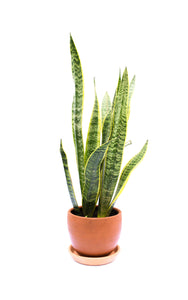 Sansevieria laurentii con maceta