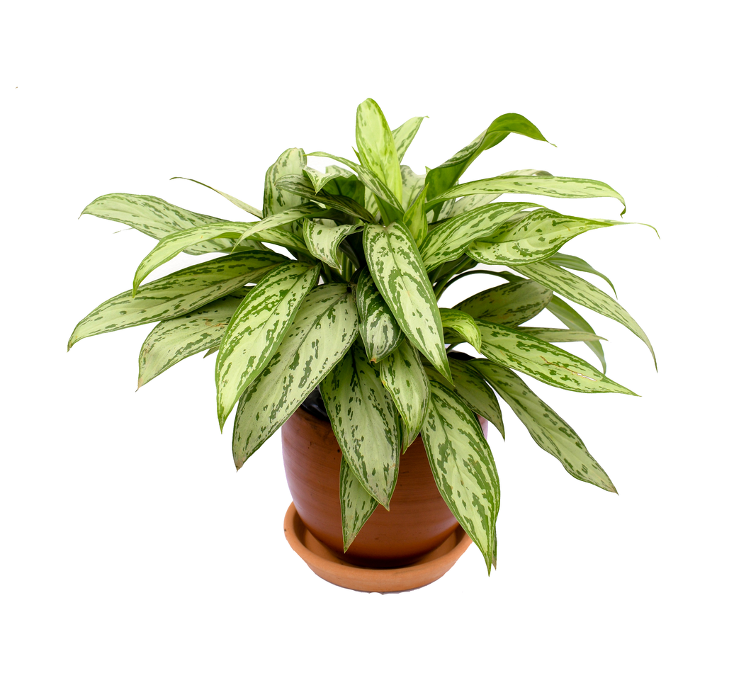 Aglaonema con maceta