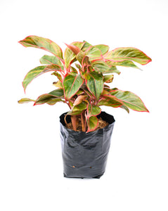 Aglaonema roja