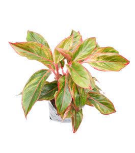 Aglaonema roja