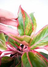 Cargar imagen en el visor de la galería, Aglaonema roja
