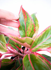 Aglaonema roja