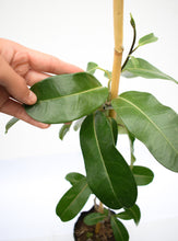 Cargar imagen en el visor de la galería, Jazmín de madagascar - Stephanotis
