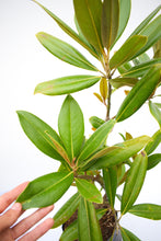 Cargar imagen en el visor de la galería, Magnolia grandiflora
