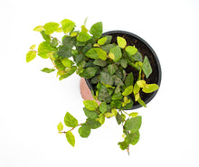 Cargar imagen en el visor de la galería, Ficus repens - enamorada del muro - Pumila
