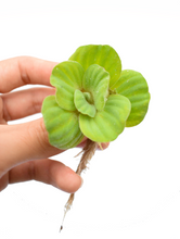 Cargar imagen en el visor de la galería, Lechuga de agua - planta flotante
