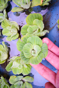 Lechuga de agua - planta flotante