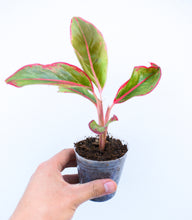 Cargar imagen en el visor de la galería, Aglaonema roja
