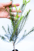 Cargar imagen en el visor de la galería, Árbol del té - Tea tree - Melaleuca
