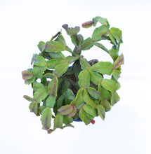 Cargar imagen en el visor de la galería, Cactus de navidad - Schlumbergera Injertado
