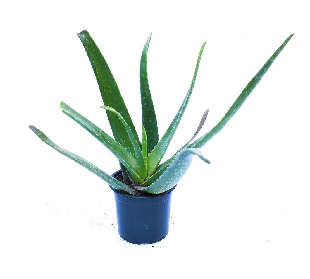 Sábila - Aloe vera